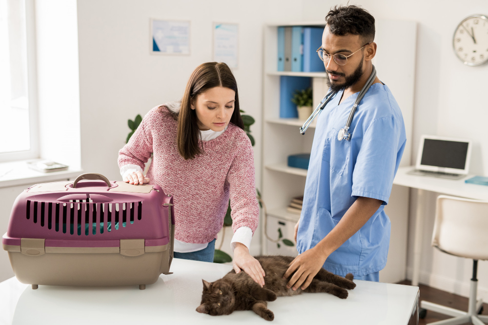 Pet-Related Services - et and professional veterinary doctor touching cat on medical table before examining the animal